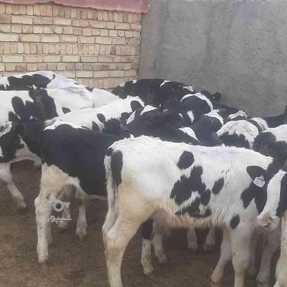 گوساله نر هلشتایین شیر خور و شیر گرفته در گروه خرید و فروش ورزش فرهنگ فراغت در قزوین در شیپور-عکس1