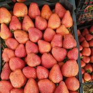 فروش عمده توت فرنگی کردستان با کمترین قیمت