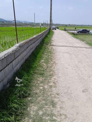 کشاورزی،تبدیل باغ شد در گروه خرید و فروش املاک در مازندران در شیپور-عکس1