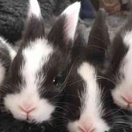 خرگوش سیاه و سفید باهوش