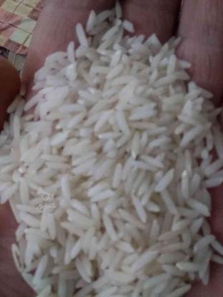 برنج محلی علی کاظمی و هاشمی در گروه خرید و فروش خدمات و کسب و کار در گیلان در شیپور-عکس1