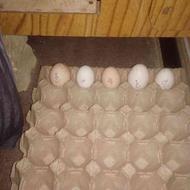 تخم مرغ لاری باعکس مولدها
