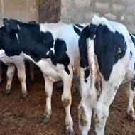 7عدد گوساله نر قطع شیر صنعتی اصیل