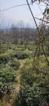 2000 متر باغ چای و مرکبات حومه شهر کومله در گروه خرید و فروش املاک در گیلان در شیپور-عکس1