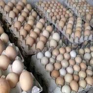 تخم مرغ محلی از تولید به مصرف