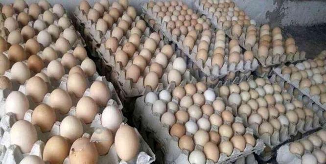 تخم مرغ محلی از تولید به مصرف در گروه خرید و فروش خدمات و کسب و کار در خراسان شمالی در شیپور-عکس1