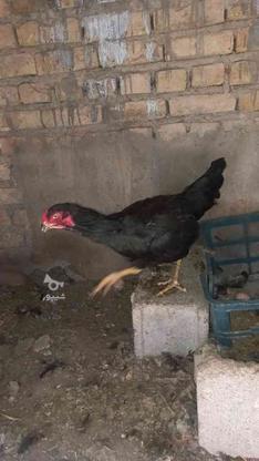 فروش یه عدد مرغ لاری مشکی در گروه خرید و فروش ورزش فرهنگ فراغت در آذربایجان شرقی در شیپور-عکس1