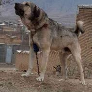 توله سگ عراقی واکزاری