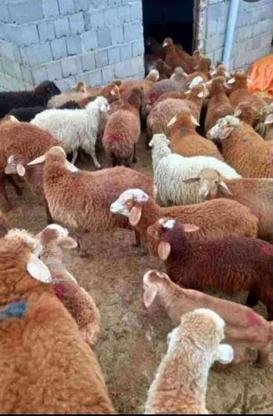 گوسفند زنده شبانه روزی با قصاب در گروه خرید و فروش ورزش فرهنگ فراغت در تهران در شیپور-عکس1
