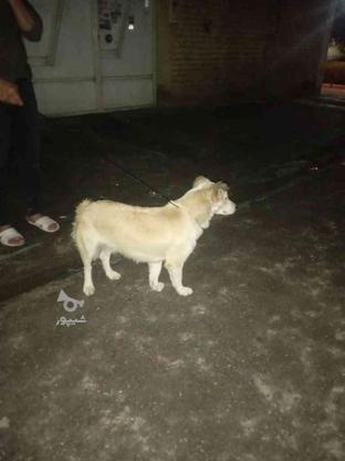 سگ ماده آروم حرف گوش کن , واگزاری در گروه خرید و فروش ورزش فرهنگ فراغت در خراسان رضوی در شیپور-عکس1