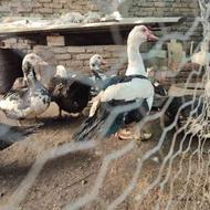 اردک اسراعیلی ماده