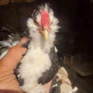 مرغ و خروس گلین کاکل ریشی چهل جیل