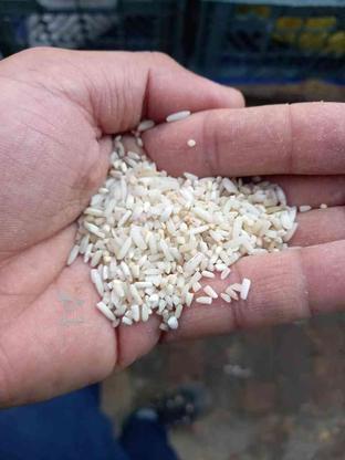 به قیمت گندم برنج خوش پخت در گروه خرید و فروش خدمات و کسب و کار در گیلان در شیپور-عکس1