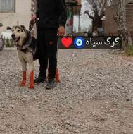 سگ افغان جهت واگذاری