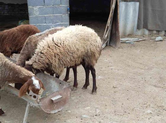 گوسفند قربانی در گروه خرید و فروش ورزش فرهنگ فراغت در گلستان در شیپور-عکس1