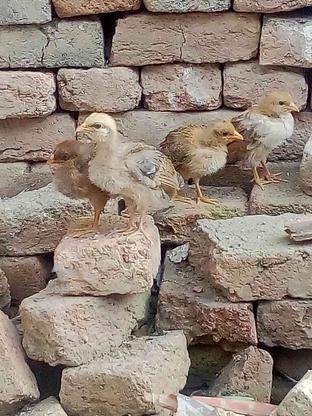 مرغ کرچ با4جوجه سالم وسرحال در گروه خرید و فروش ورزش فرهنگ فراغت در اردبیل در شیپور-عکس1