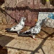 3 جفت کبوتر تهرانی کاکل دار