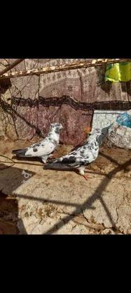 3 جفت کبوتر تهرانی کاکل دار در گروه خرید و فروش ورزش فرهنگ فراغت در خراسان شمالی در شیپور-عکس1