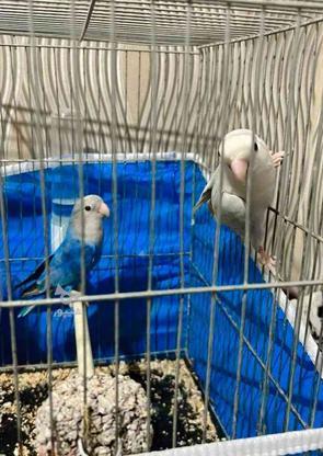 طوطی برزیلی کوتوله مولد در گروه خرید و فروش ورزش فرهنگ فراغت در فارس در شیپور-عکس1