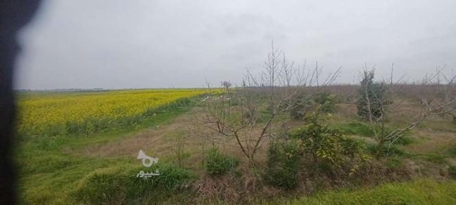 3 هزار متر زمین کشاورزی در گروه خرید و فروش املاک در مازندران در شیپور-عکس1