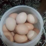 تخم مرغ طبیعی
