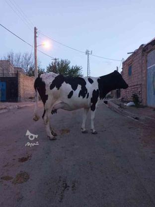 گاو شیری با گوساله در گروه خرید و فروش ورزش فرهنگ فراغت در آذربایجان شرقی در شیپور-عکس1