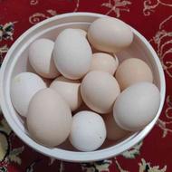 تخم مرغ خانگی سام تازه مقوی