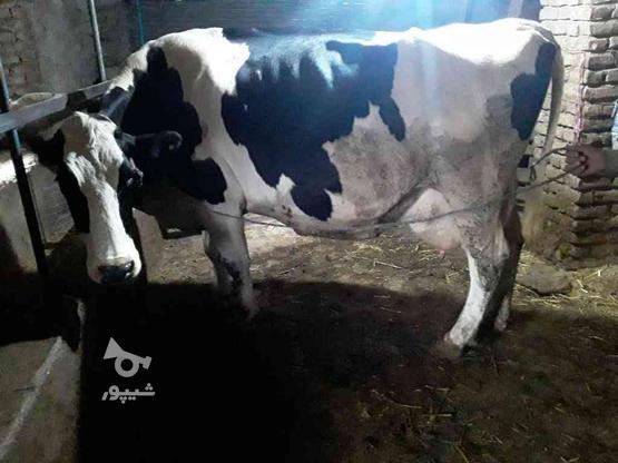 فروش گاو شیری 5ماه ابستن در گروه خرید و فروش ورزش فرهنگ فراغت در مازندران در شیپور-عکس1
