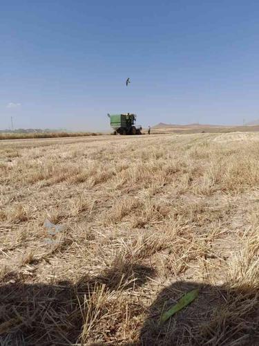 کمباین آماده کاردرو منطقه نجف آباد فلاورجان وخمینی شهر