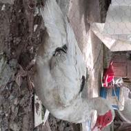 اردک اسرائیلی نر و ماده خروس بزرگ و خروس مینیاتوری
