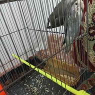 طوطی برزیلی اوپال به شرط تخم