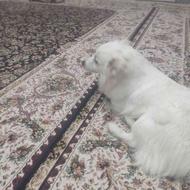 واگذاری سگ خانگی نژاد اشپیتزو وپامر خرسی