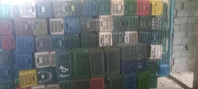 فروش حدود 500 سبد 20 کیلویی سالم در گروه خرید و فروش خدمات و کسب و کار در مازندران در شیپور-عکس1