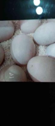 تخم اردک نطفه دار در گروه خرید و فروش ورزش فرهنگ فراغت در گیلان در شیپور-عکس1