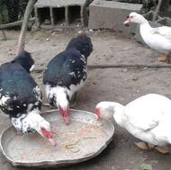 فروش تخم اردک اسرائیلی