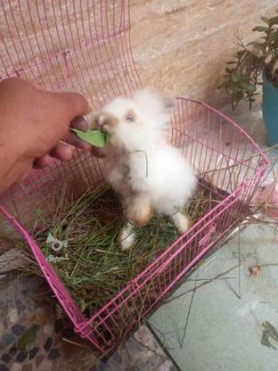 خرگوش لوپ بسیار باهوش در گروه خرید و فروش ورزش فرهنگ فراغت در مازندران در شیپور-عکس1