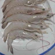 فروش عمده ماهی ومیگو