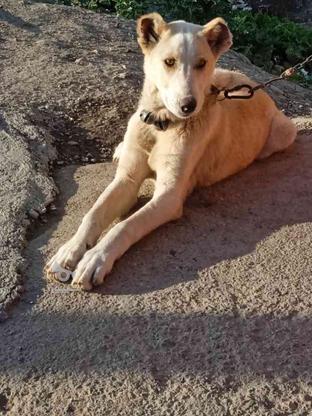 این سگ گمشده هر کی پیدا کرد مشدگانی میدم در گروه خرید و فروش خدمات و کسب و کار در گلستان در شیپور-عکس1
