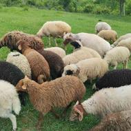 گوسفنده زنده
