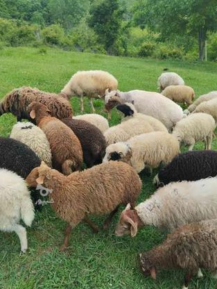 گوسفنده زنده در گروه خرید و فروش ورزش فرهنگ فراغت در مازندران در شیپور-عکس1