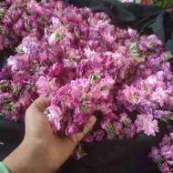 فروش انواع گل محمدی