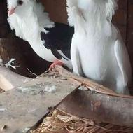 کبوتر زینتی ویکتوریا کم یاب بالغ