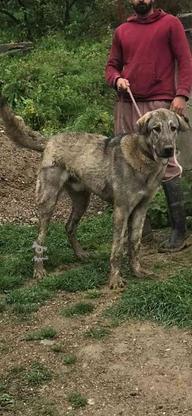 سگ کردی پژدر گمشده در گروه خرید و فروش خدمات و کسب و کار در مازندران در شیپور-عکس1