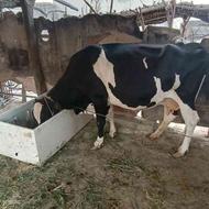 گاو شیری 8 ماه ابستن