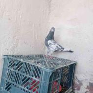 کبوتر پاکستانی