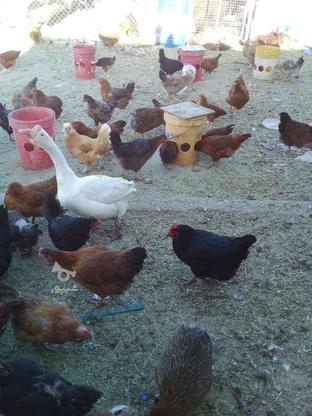 مرغ بومی تخم گذار در گروه خرید و فروش ورزش فرهنگ فراغت در اصفهان در شیپور-عکس1