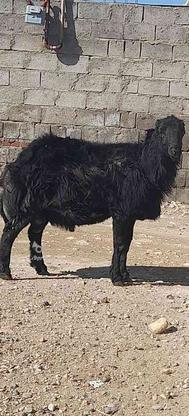 گوسفند نر سیاه تخمی برای کله در گروه خرید و فروش ورزش فرهنگ فراغت در آذربایجان غربی در شیپور-عکس1