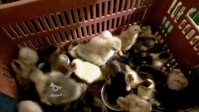 جوجه غاز 7 روزه 115 هزار مرغ 7 روزه اردک خارج 7 روزه  در گروه خرید و فروش ورزش فرهنگ فراغت در مازندران در شیپور-عکس1