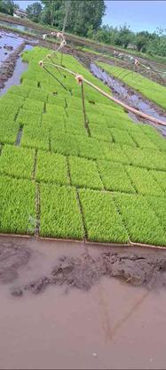 کشاورزی نشا در گروه خرید و فروش صنعتی، اداری و تجاری در گیلان در شیپور-عکس1