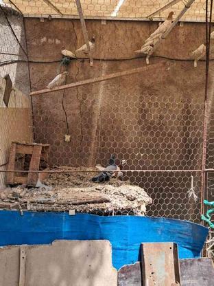پرنده طوقی غلط دار و طوقی در گروه خرید و فروش ورزش فرهنگ فراغت در اردبیل در شیپور-عکس1
